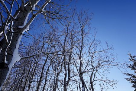 oberstaufen-winterdetail-landschaft-38.jpg